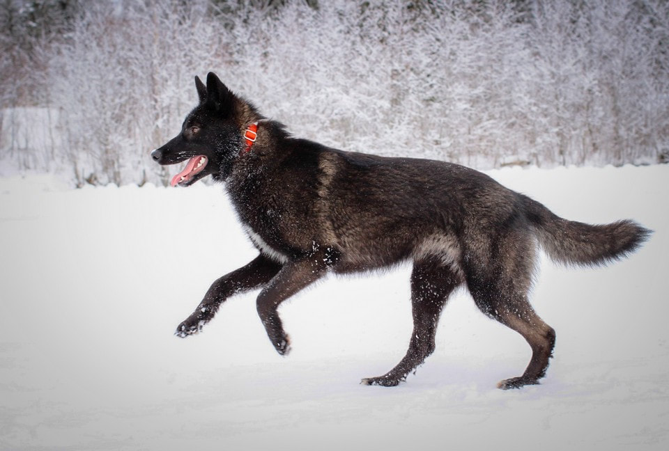 Alaskan Husky Wolfdog running in winter scenery.